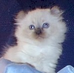 American-Curl kitten1.jpg (7114 bytes)
