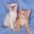 American-curl kittens cats.jpg (4454 bytes)