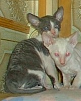 Bi-color.Twirl.cornish-rex.kitten.jpg (11276 bytes)