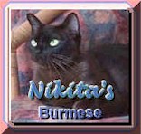 Nikita's burmese cats.jpg (10342 bytes)