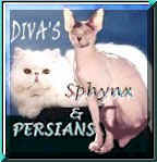 Sphynx Persian.jpg (9988 bytes)