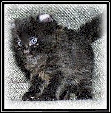 American Curl kitten (27653 bytes)