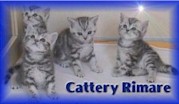 cattery Rimare.jpg (7692 bytes)