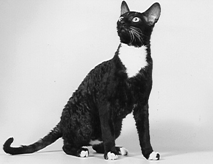Cornish Rex cat (39975