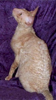 Cornish Rex cat (245206 bytes)