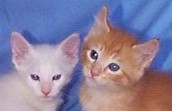 kittens.2love.jpg (5979 bytes)