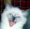 laugh ragdoll cat.jpg (4680 bytes)