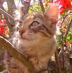 sweetly.tree.kitten.american.curl.jpg (24725 bytes)